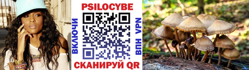Купить  Кущёвская  Галлюциногенные грибы Psilocybe 